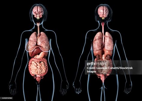 female anatomy  internal organs rear  front views  black
