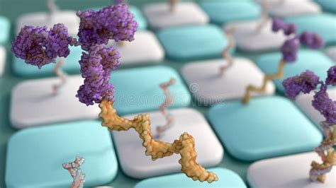 Mechanism Of Antibody Oligonucleotide Conjugates Or Aoc Stock