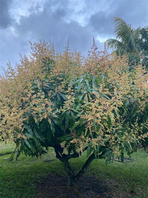 Julie Dwarf Mango Grafted Tree Get Fruit Soon Etsy