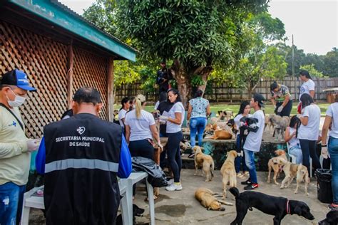 C Es E Gatos Resgatados De Cheia Hist Rica No Rio Jari S O Vacinados E