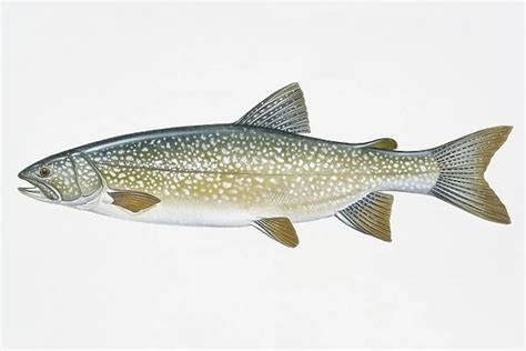 Illustration Of Lake Trout Salvelinus Namaycush Our Beautiful