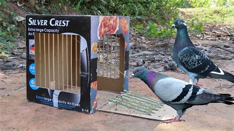 New Creative To You Best Pigeon Trap By Using Cardboard Box How To