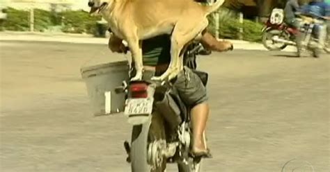 Bom Dia Brasil Cachorro Transportado Na Garupa De Uma Moto Em