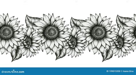 Black And White Sunflowers Seamless Border Realistic Wildflowers