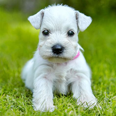 1 Miniature Schnauzer Puppies For Sale In Florida