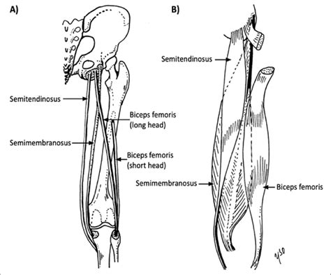 Semitendinosus And Semimembranosus Muscles