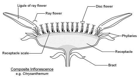 Sunflower Parts Labeled - Viewing Gallery | Sunflower, Flower anatomy, Parts of a flower