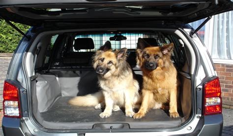 Cómo llevar a un perro en coche Pyramid Consulting