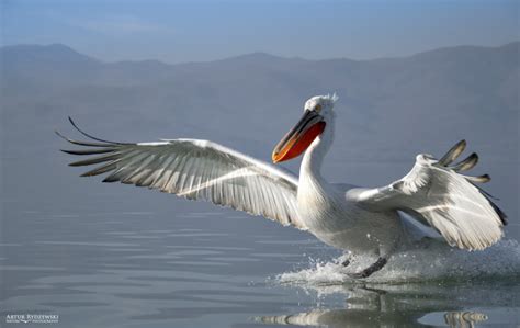 Dalmatian pelican - Artur Rydzewski nature photography