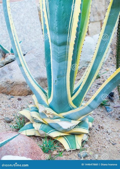 Agave Tequilana, Blue Agave Agave Azul or Tequila Agave Growing in ...