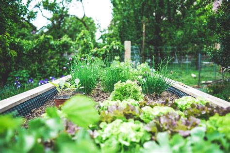 Kruidentuin Aanleggen De Groene Buitenkamer Tuinontwerp