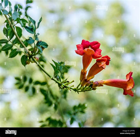 Campsis Radicans Flowers Trumpet Vine Or Trumpet Creeper Also Known