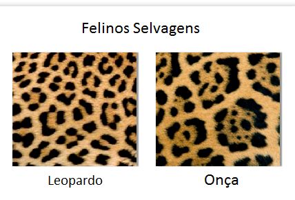 Guia Animal Diferenças entre onças pintadas e leopardos