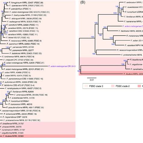 Phylogeny Analysis Of Cri And Other Phytopathogenic Fusarium