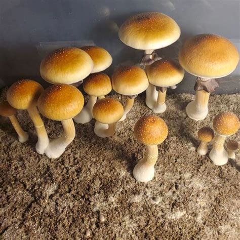 Esporas Psilocybe Cubensis Golden Teacher Micofilia Micolog A