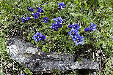 Alpen Enzian Bild Bestellen Naturbilder Bei Wildlife Media