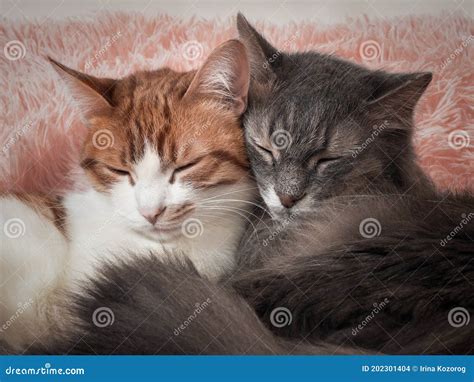 Cats Sleeping Together. the Friendship of the Two Cats, Love and ...