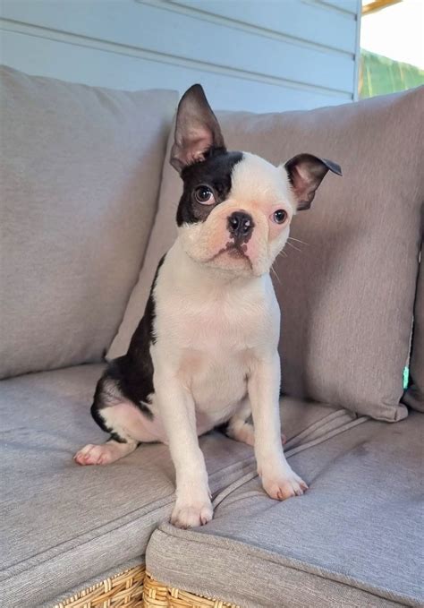 Boston Terrier Piesek Z Rodowodem Nisko OLX Pl