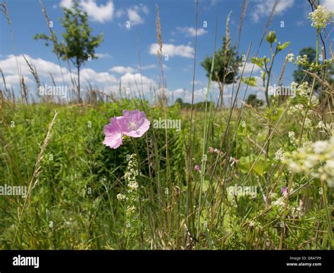 Plantas De Hierba De Almizcle Fotograf As E Im Genes De Alta Resoluci N