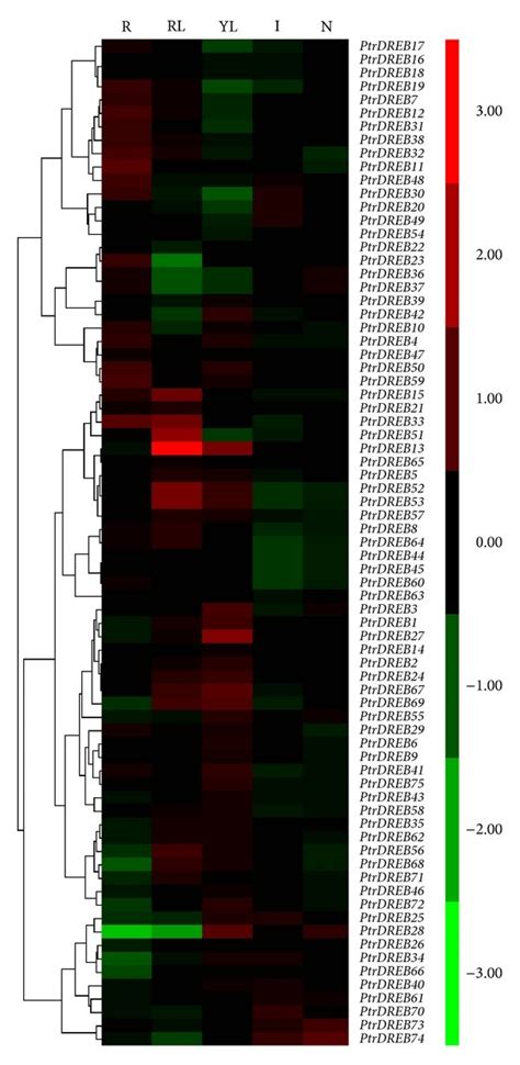 Expression Profiles Of Populus DREB Genes Across Different Tissues