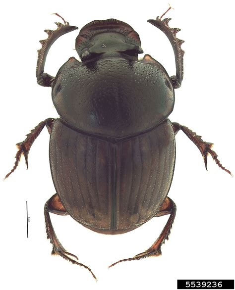 Brown Dung Beetle Digitonthophagus Gazella Fabricius