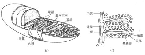 生物氧化解读生命化学挂云帆