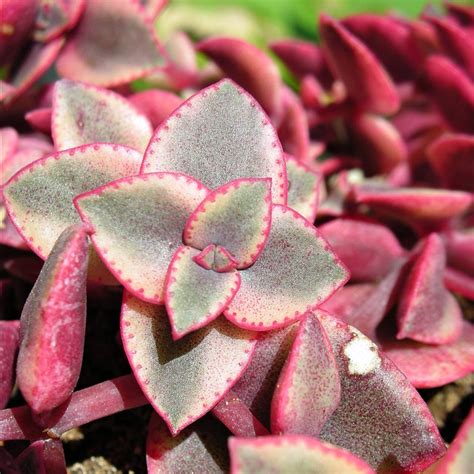 Crassula Marginalis Rubra Variegata Calico Kitten A Photo On Flickriver