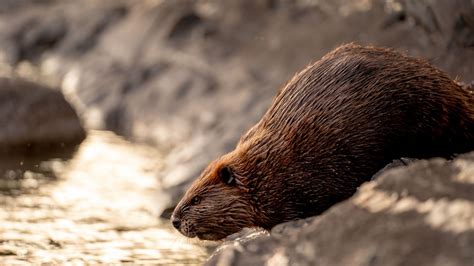 Beaver Fact Sheet Blog Nature Pbs