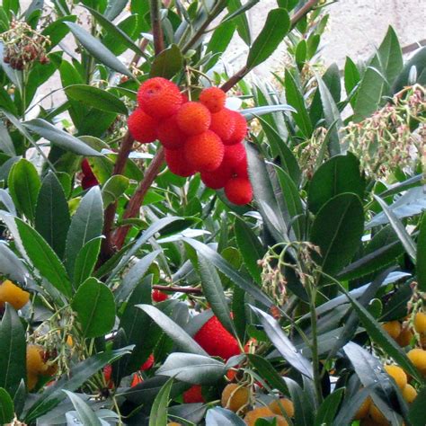 Arbutus unedo Compacta Arbousier compact très florifère et fructifère