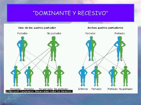 O Que E Gene Dominante - Gen Dominante Y Gen Recesivo _ ¿Qué es un gen dominante y un gen ...