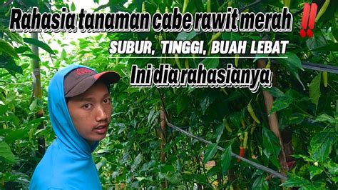 Part Ini Rahasia Cabe Rawit Merah Subur Tinggi Buaah Lebat