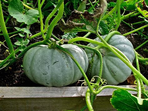 Crown Prince Pumpkins Pumpkin Pumpkin Tattoo Garden Inspiration