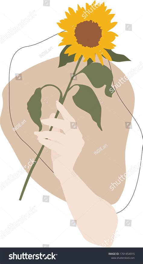 Female Hand Holding Sunflower Botanical Illustrtation Stock Vector (Royalty Free) 1701454915 ...