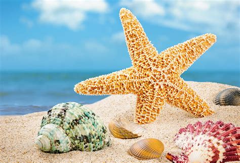 Starfish Shells Seashells Beach Sand Starfish Sea Hd Wallpaper