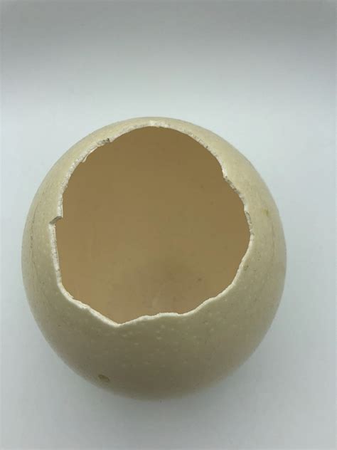 Real Ostrich Egg Opened On The Top Side Natural History Curiosities