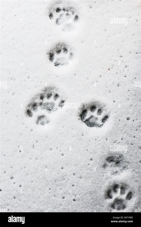 Cat Paw Prints Snow Hi Res Stock Photography And Images Alamy