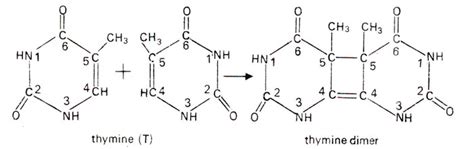 Thymine Dimer Mutation