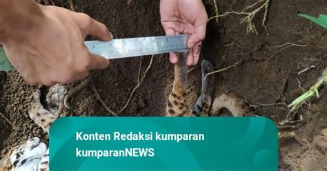 Kucing Hutan Ditemukan Mati Di Pinggir Jalan Di Sumbar Diduga