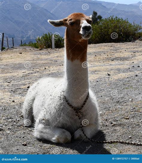 Lama Close Up Portrait In Peru South America Stock Image Image Of