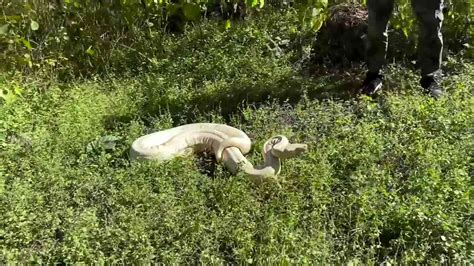 Florida Homeowner Finds Huge Boa Constrictor Snake Slithers Into Yard