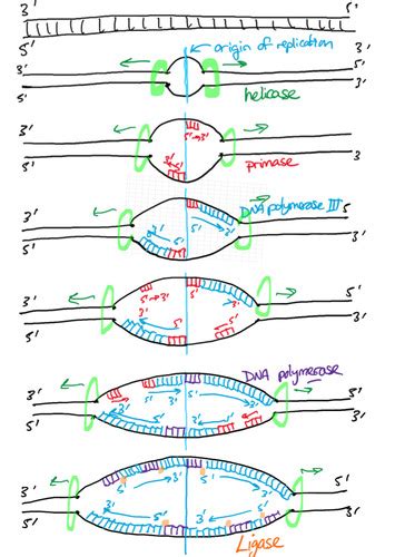 Bio 204 FINAL Ch 5 9 10 11 12 Flashcards Quizlet