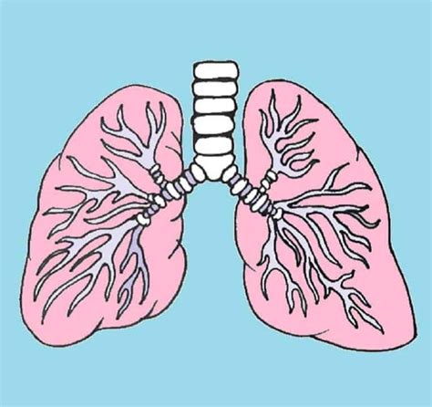 25 Easy Lungs Drawing Ideas - How to Draw Lungs