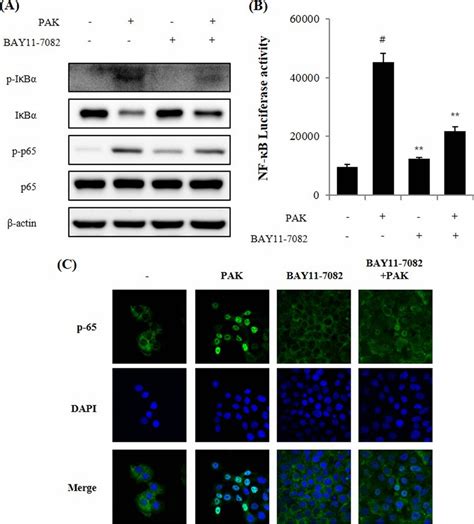 Inhibitory Effects Of BAY 11 7082 On The Nuclear Translocation Of NF B