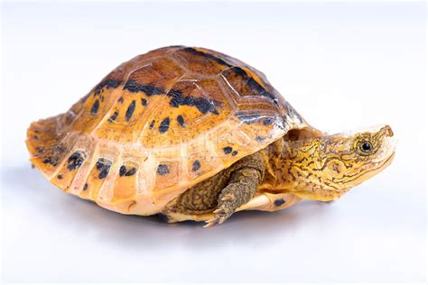 REPTILES4ALL Flowerback Box Turtle Cuora Galbinifrons