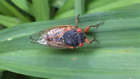 Periodical Cicadas Are Coming