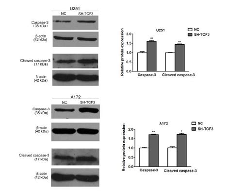 Cleaved Caspase 3 Asp175 P17 Antibody Affinity Biosciences Ltd亲科生物官网