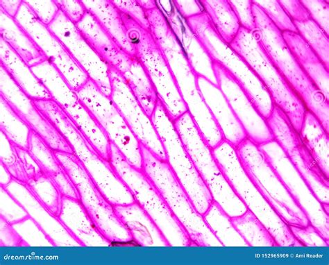 Plant Cell Nucleus Microscope