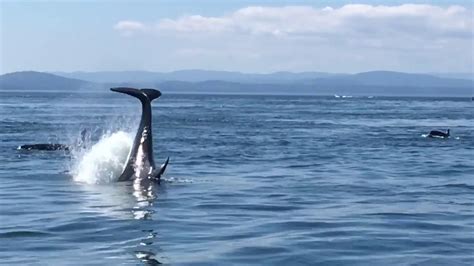 Amazing Encounter With The Southern Resident Killer Whales From Lime