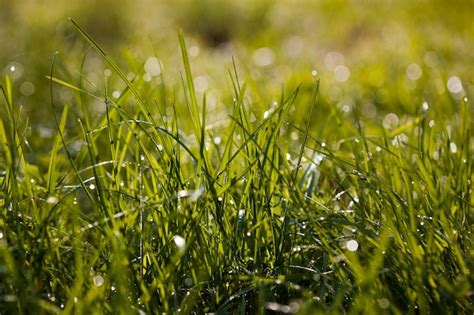 Premium Photo Close Up Of Dew Drops On Grass In The Morning