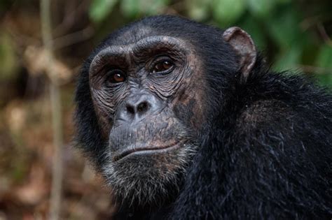 Chimp Portrait | Smithsonian Photo Contest | Smithsonian Magazine